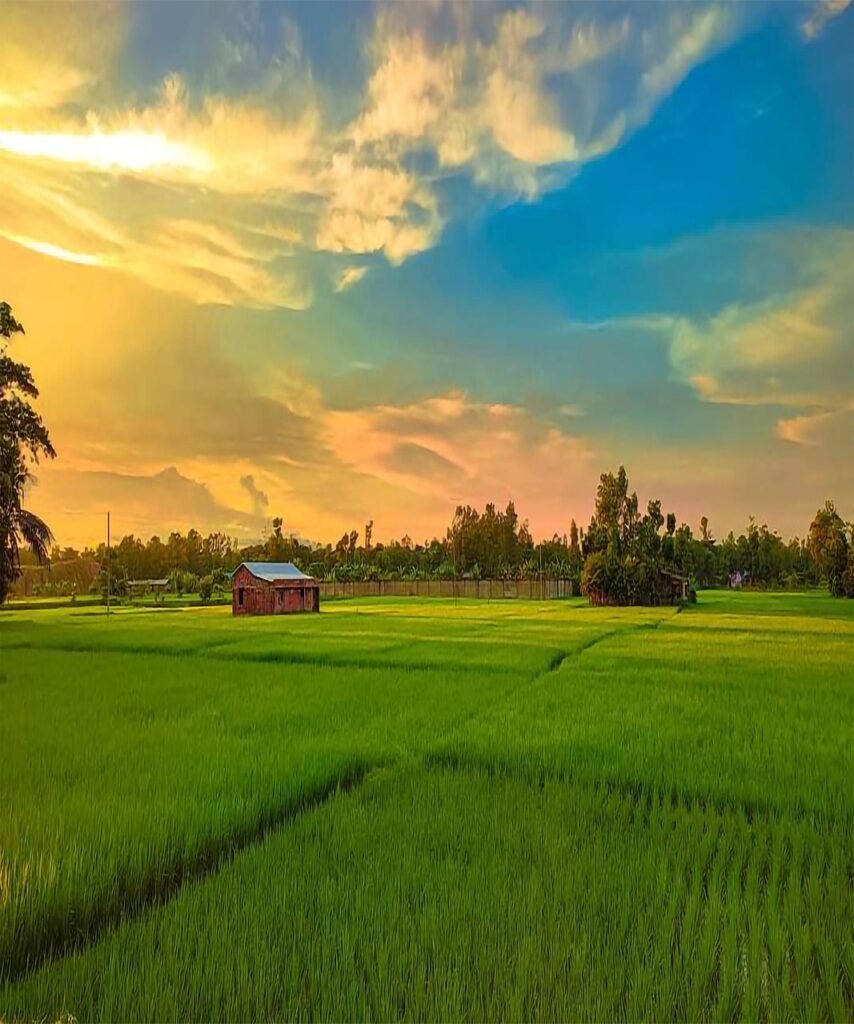 rice fields, paddy fields, sunset, farm, farming, agriculture, countryside, sky, farm, nature, farm, farm, farm, farm, farming, farming, farming, farming