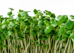 *Pre-Order* Arugula Microgreens