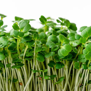*Pre-Order* Arugula Microgreens