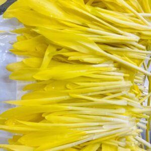 *Pre-Order* Sweet Corn Shoots (Microgreens)