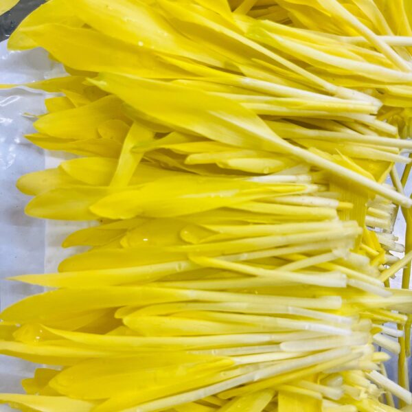 pre-order-sweet-corn-microgreens