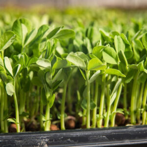 *Pre-Order* Pea Shoots (Microgreens)