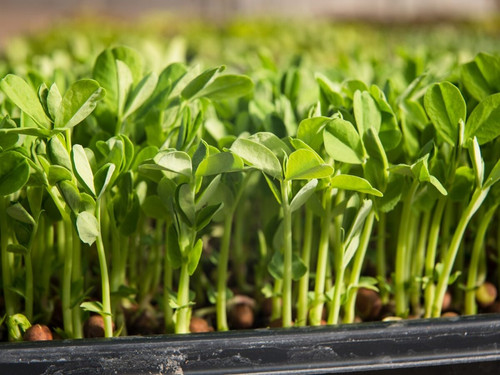 pre-order-pea-microgreens