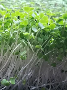 *Pre-Order* Kale Microgreens