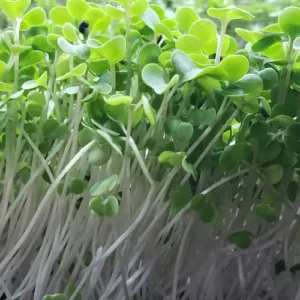 *Pre-Order* Kale Microgreens