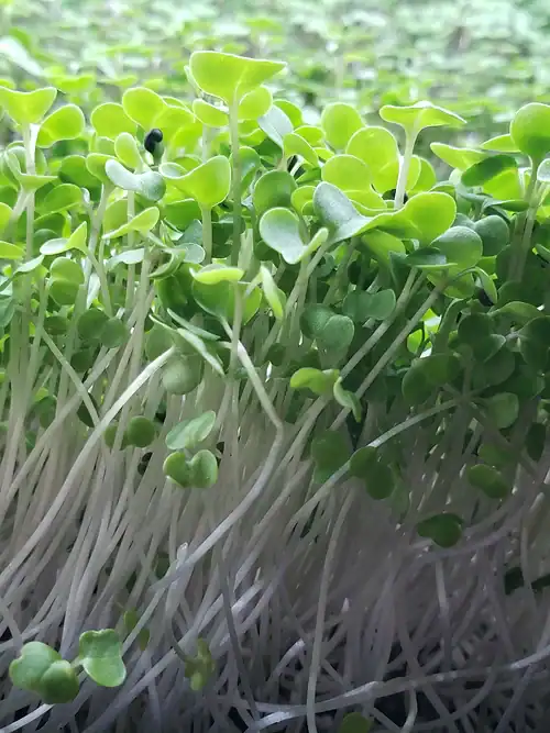 pre-order-kale-microgreens