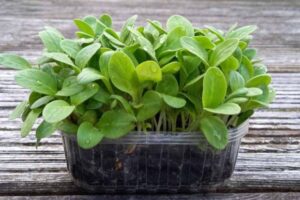 *Pre-Order* Borage Shoots (Microgreens)