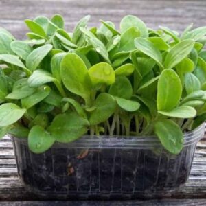 *Pre-Order* Borage Shoots (Microgreens)
