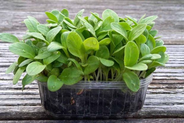 pre-order-borage-microgreens
