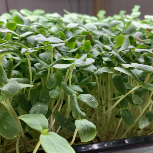 pre-order-cantaloupe-microgreens