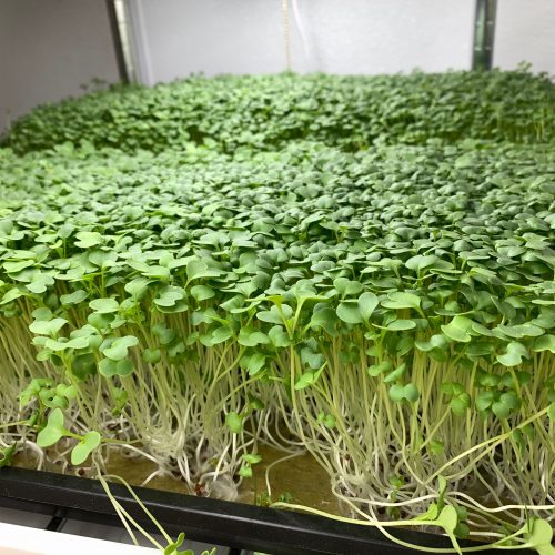 pre-order-mustard-wasabi-microgreens