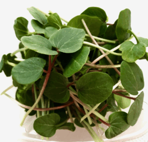 *Pre-Order* Okra Shoots (Microgreens)