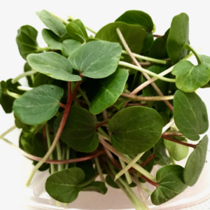 *Pre-Order* Okra Shoots (Microgreens)