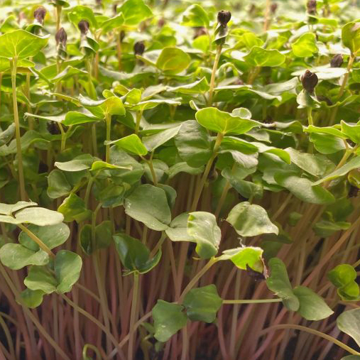 pre-order-buckwheat-microgreens