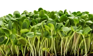 *Pre-Order* Sunflower Shoots (Microgreens)