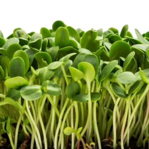 *Pre-Order* Sunflower Shoots (Microgreens)