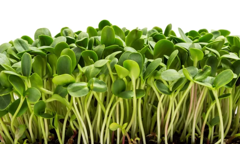 pre-order-sunflower-microgreens