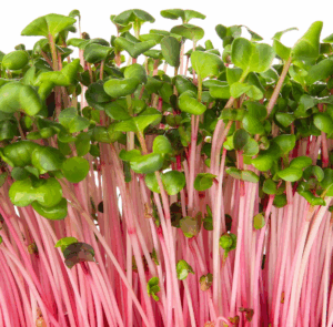 *Pre-Order* Radish Microgreens