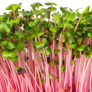 *Pre-Order* Radish Microgreens