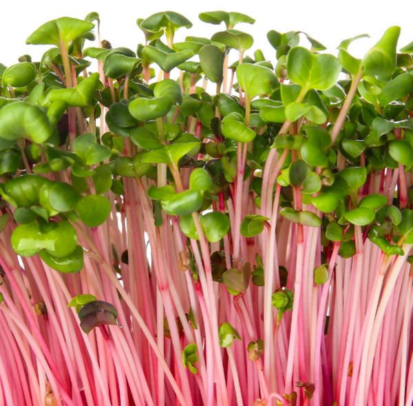 pre-order-radish-microgreens