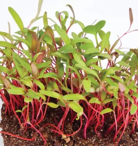*Pre-Order* Swiss Chard Microgreens