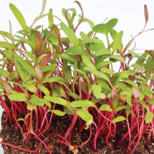 *Pre-Order* Swiss Chard Microgreens